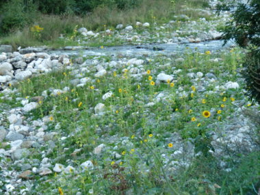 un alveo con molti piccoli girasoli