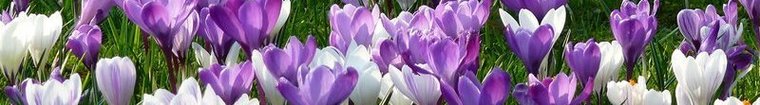 fiore crocus