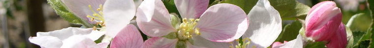 Fiori di albero di melo